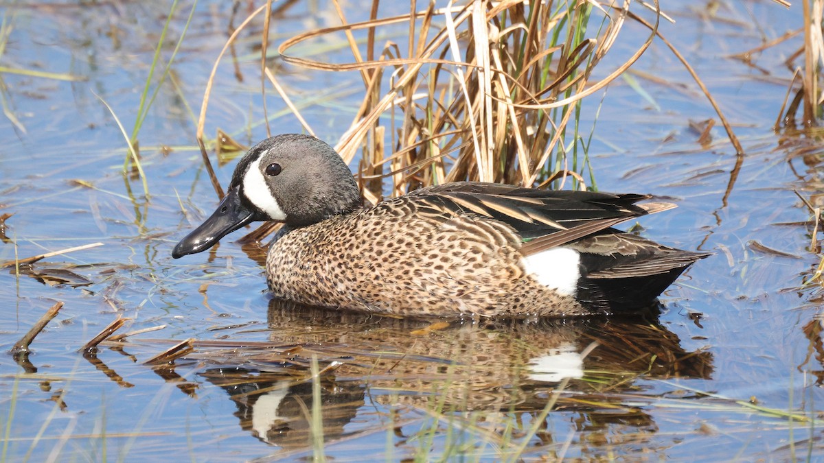 Blue-winged Teal - Curtis McCamy
