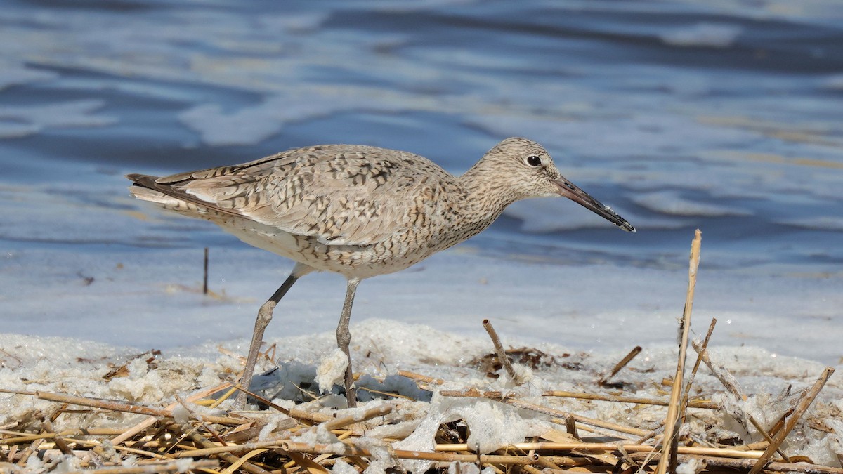 Willet - ML619411611