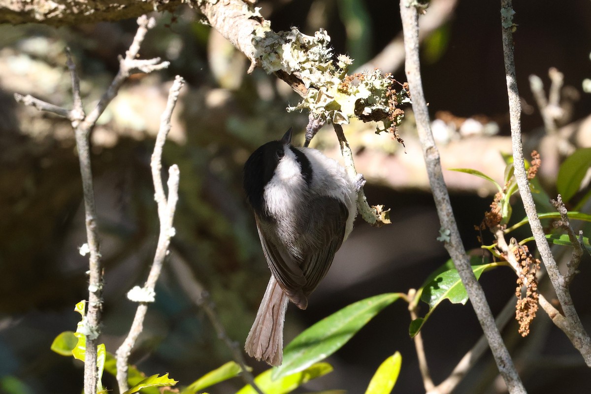 Carolina Chickadee - ML619411620