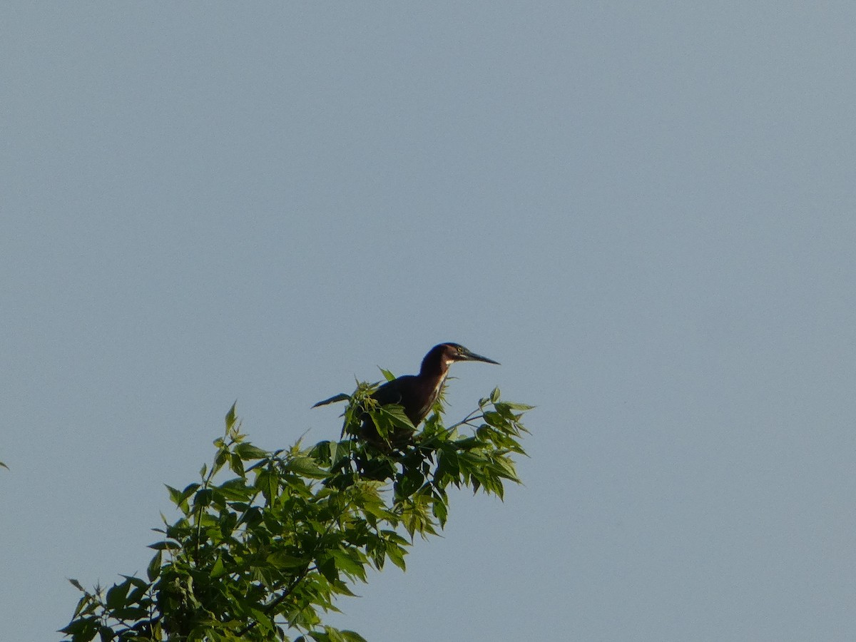 Green Heron - ML619411629