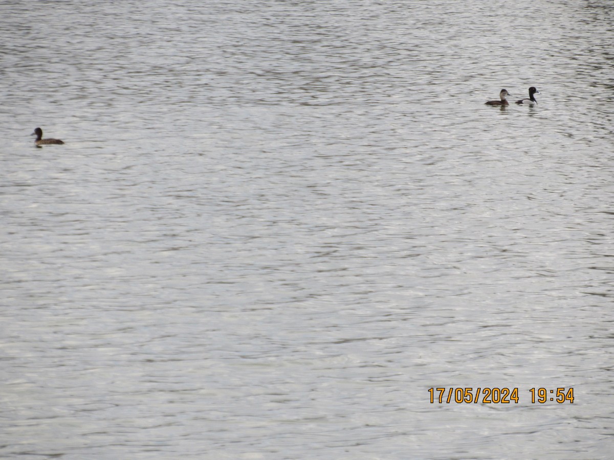 Ring-necked Duck - Jim McKay