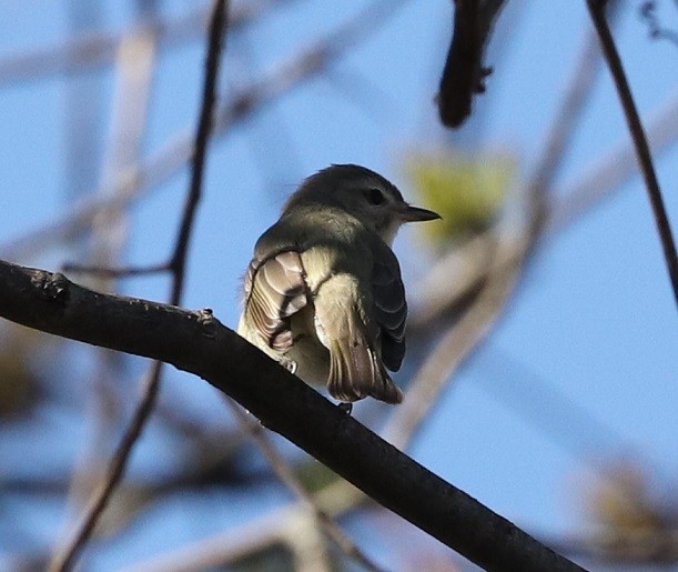 Warbling Vireo - A. Gary Reid