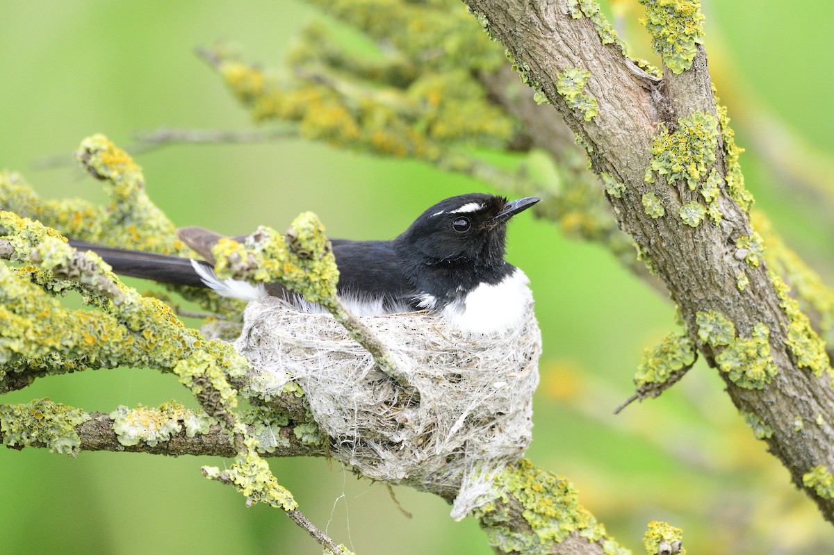 Willie-wagtail - Ken Crawley