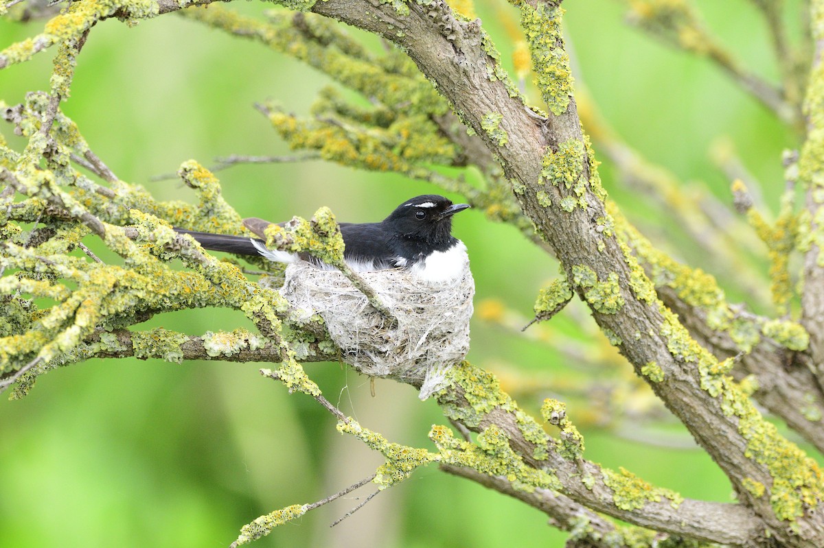 Willie-wagtail - Ken Crawley