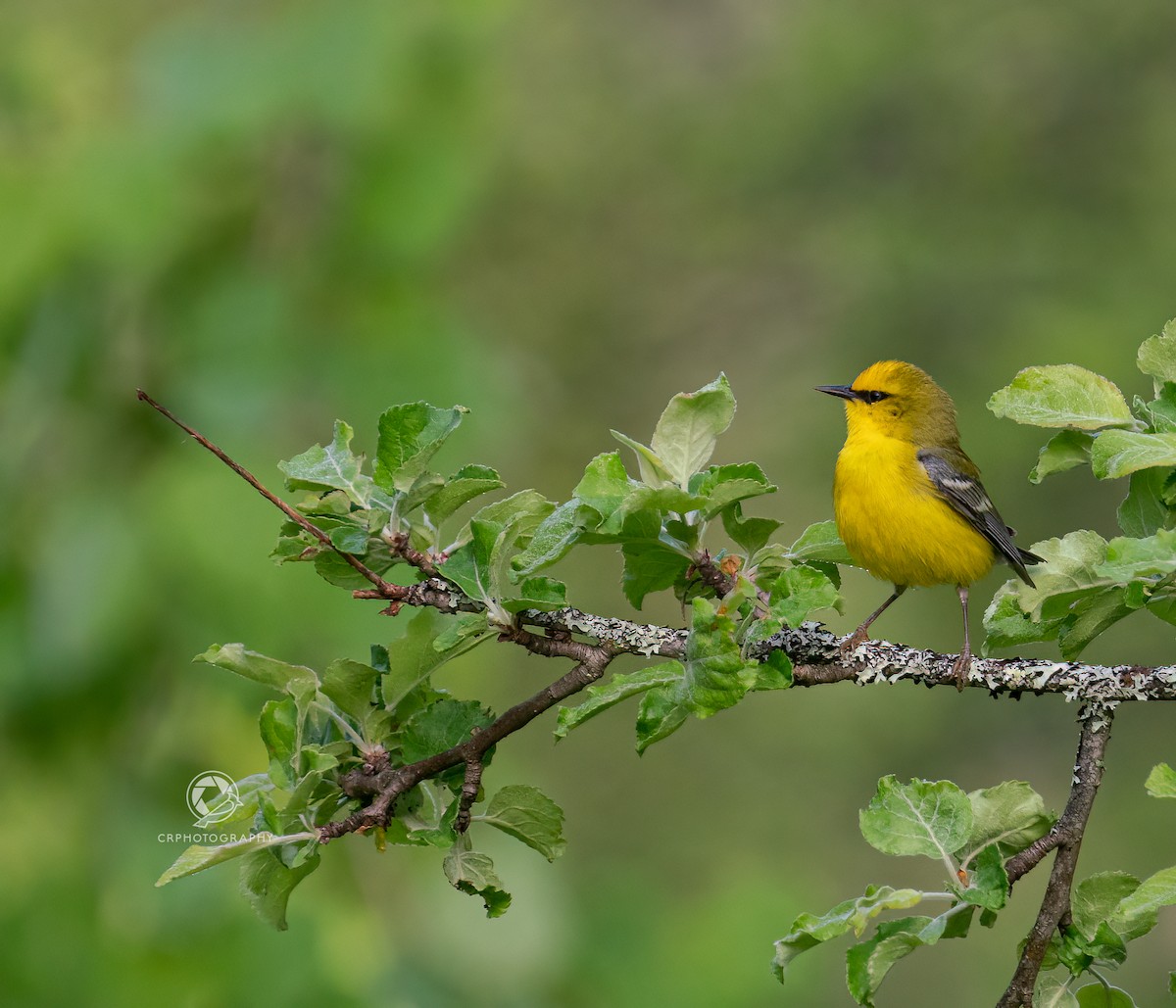 Blue-winged Warbler - Christian  Robinson