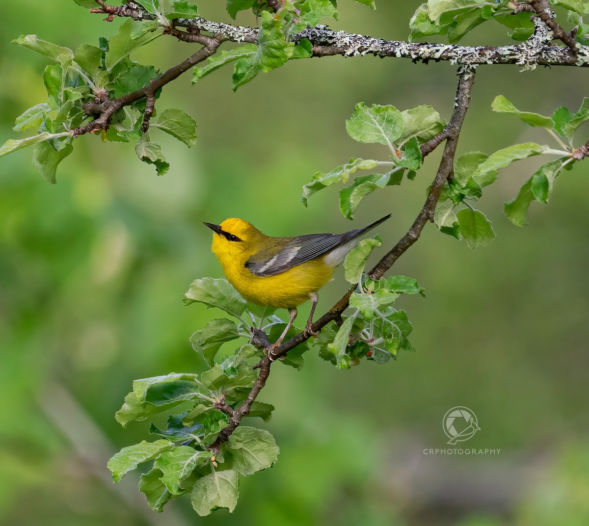 Blue-winged Warbler - Christian  Robinson