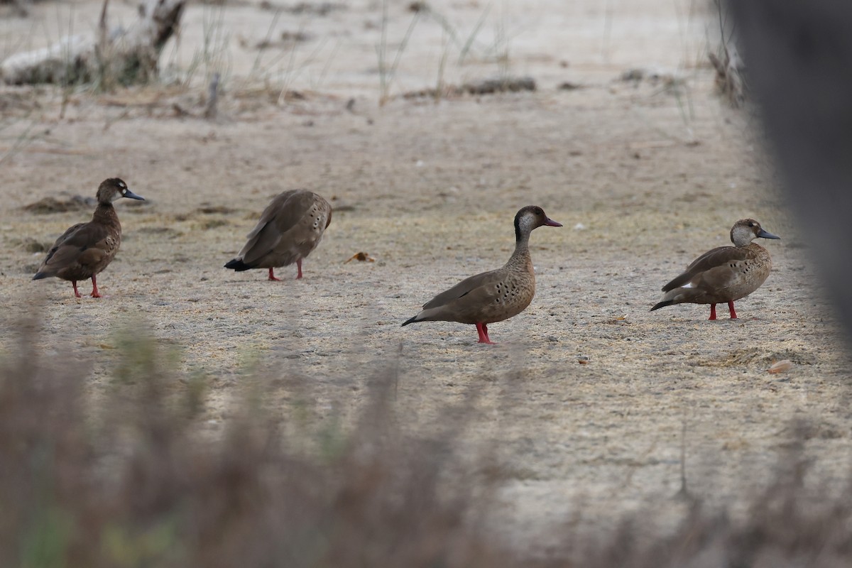 Brazilian Teal - Hubert Stelmach