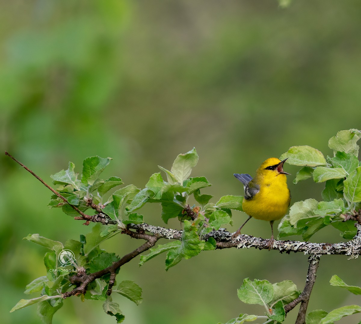 Blue-winged Warbler - Christian  Robinson