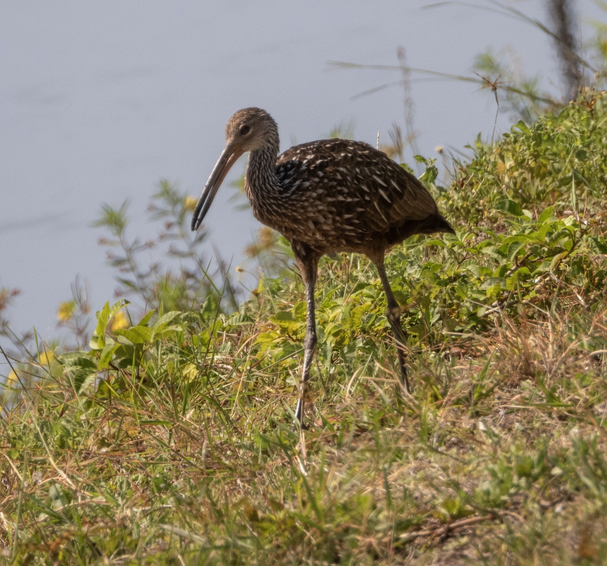 Limpkin - Mark Penkower