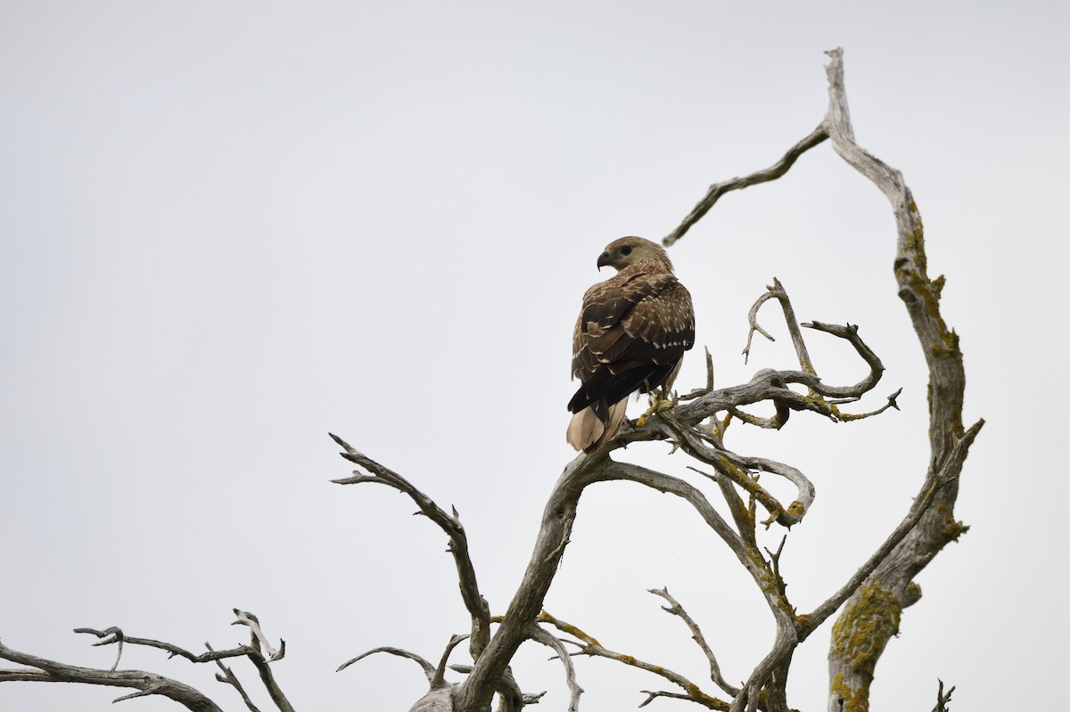 Whistling Kite - Ken Crawley