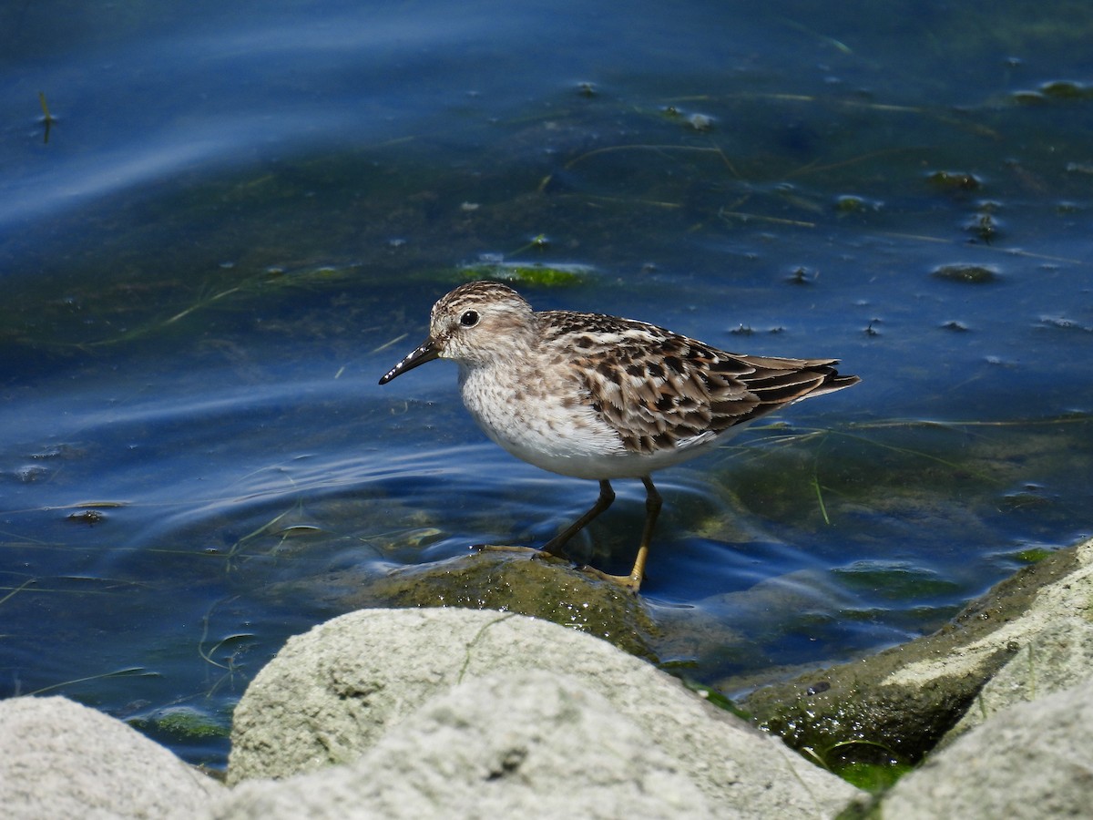 Least Sandpiper - Dana Sterner