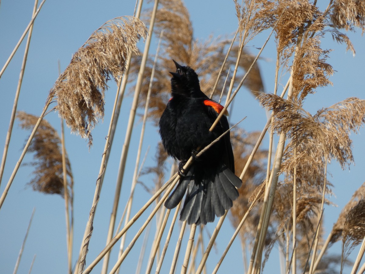 Red-winged Blackbird - Marieta Manolova