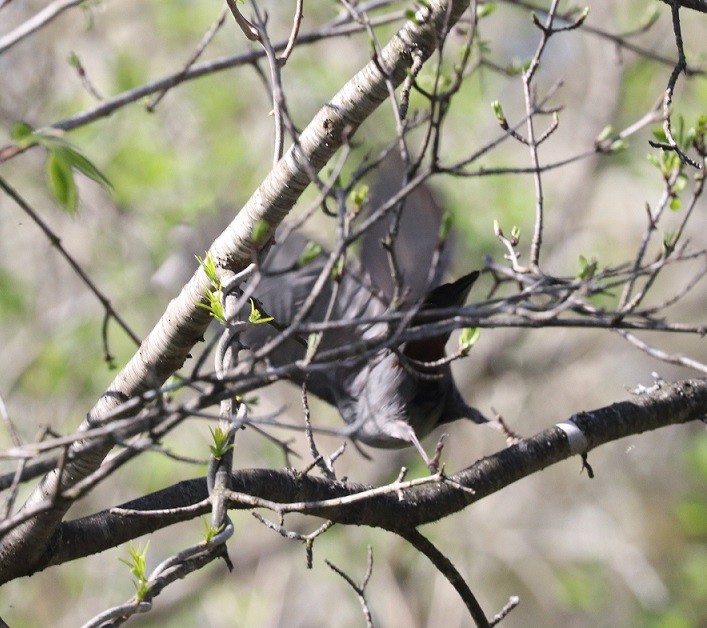 Gray Catbird - A. Gary Reid