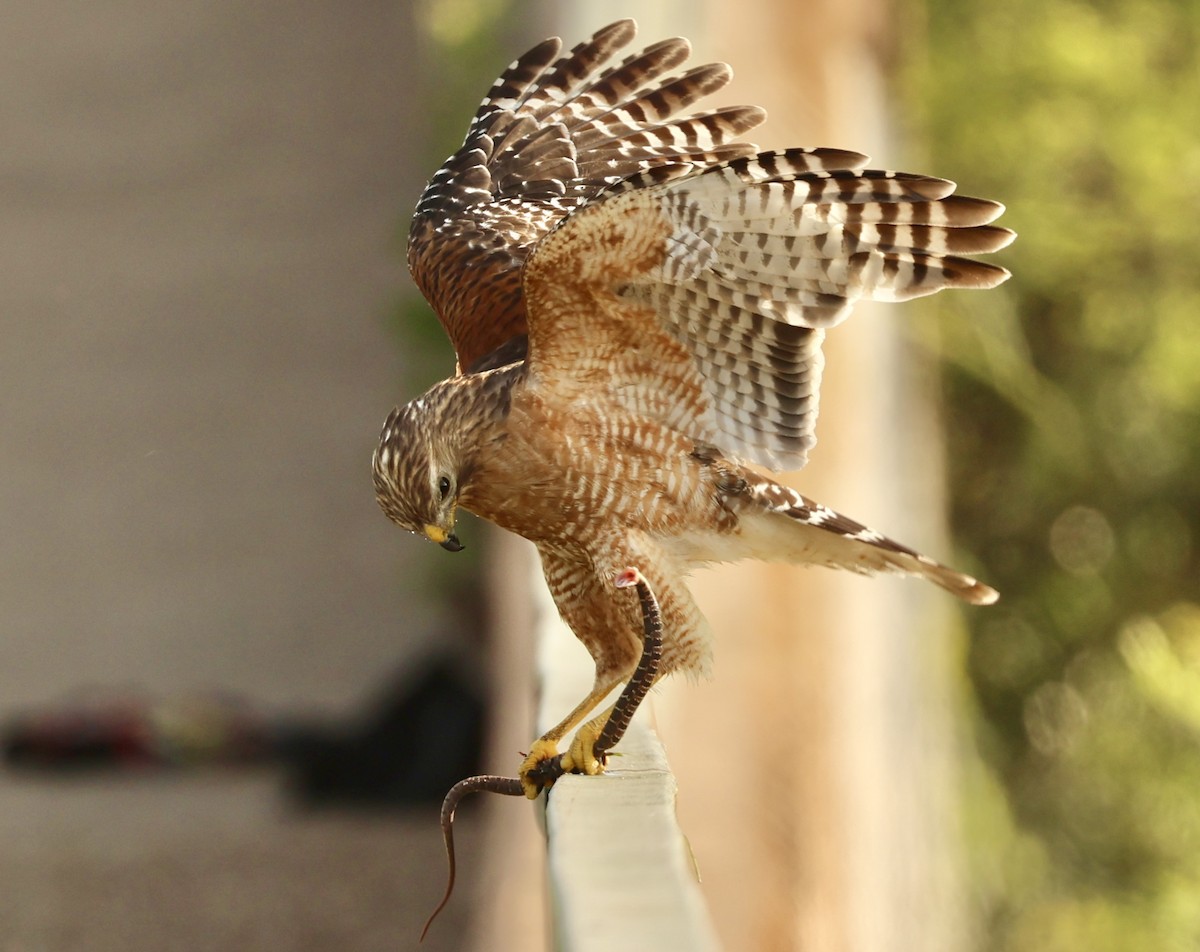 Red-shouldered Hawk - Jeff Osborne