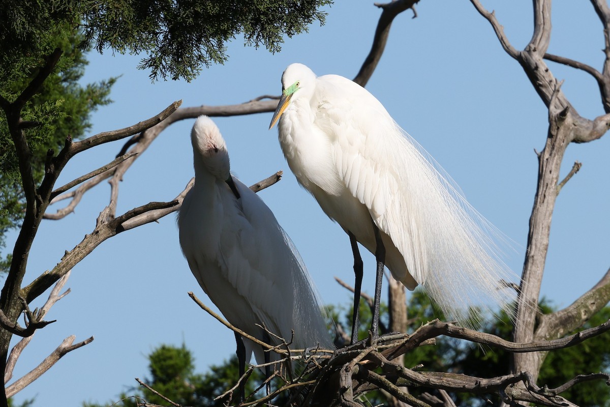 Great Egret - Scott Timmer