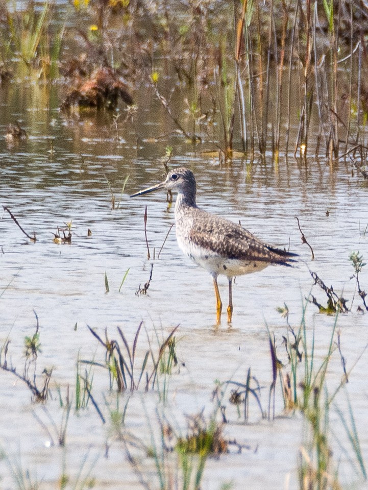 Greater Yellowlegs - ML619411712