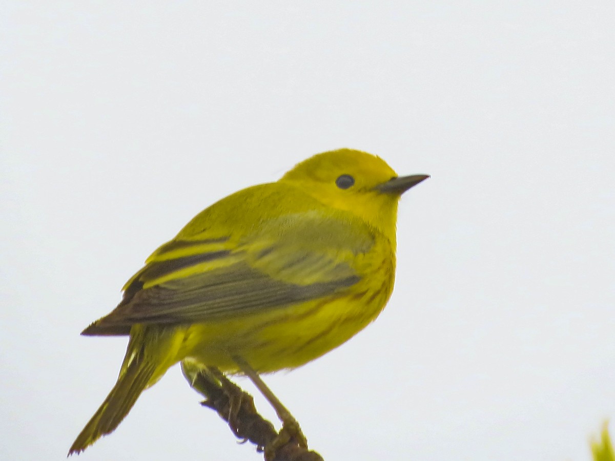 Yellow Warbler - Kate Jackman