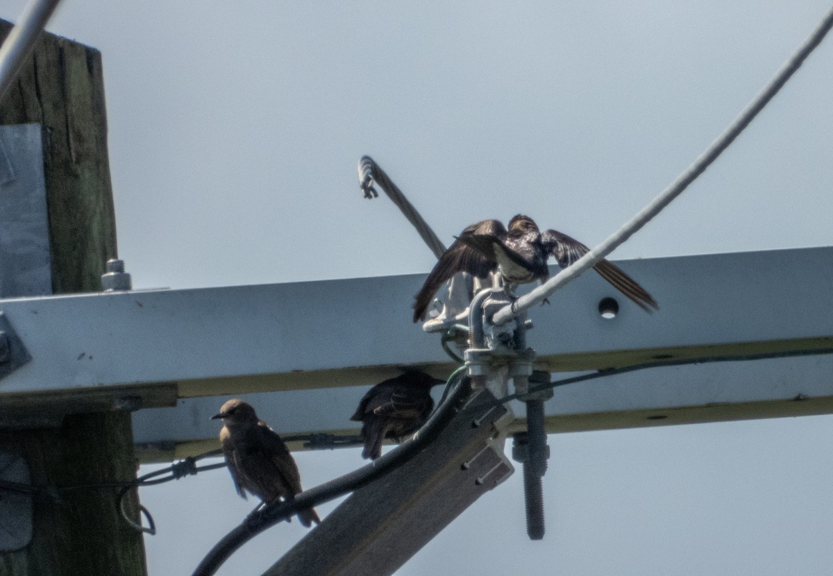 Purple Martin - Mark Penkower