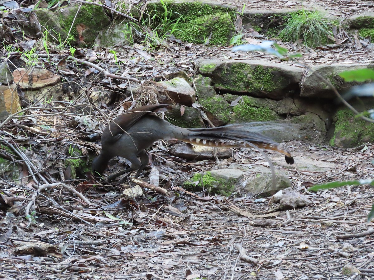 Superb Lyrebird - Sandra Henderson