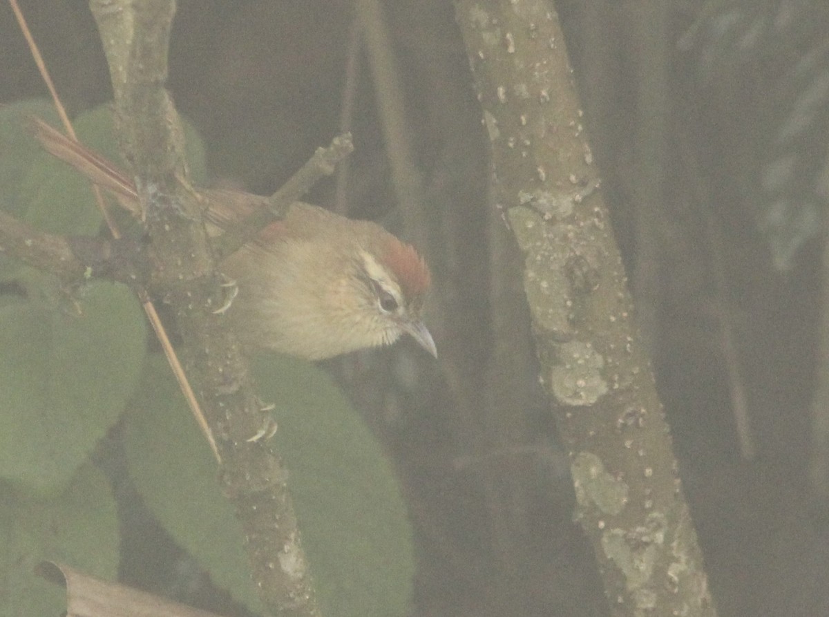 Pallid Spinetail - Miguel  Magro