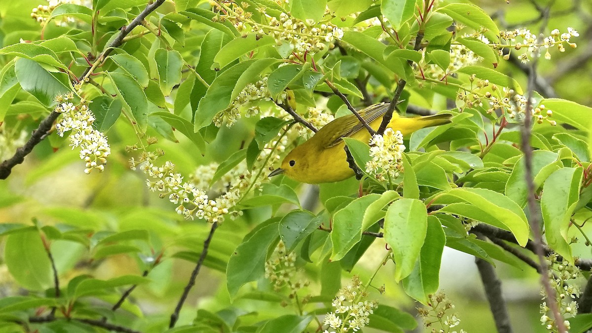 Yellow Warbler - ML619411745