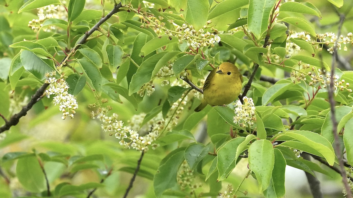 Yellow Warbler - ML619411755