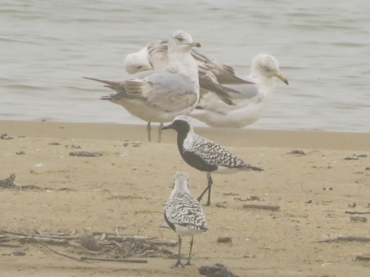 Black-bellied Plover - Kate Jackman