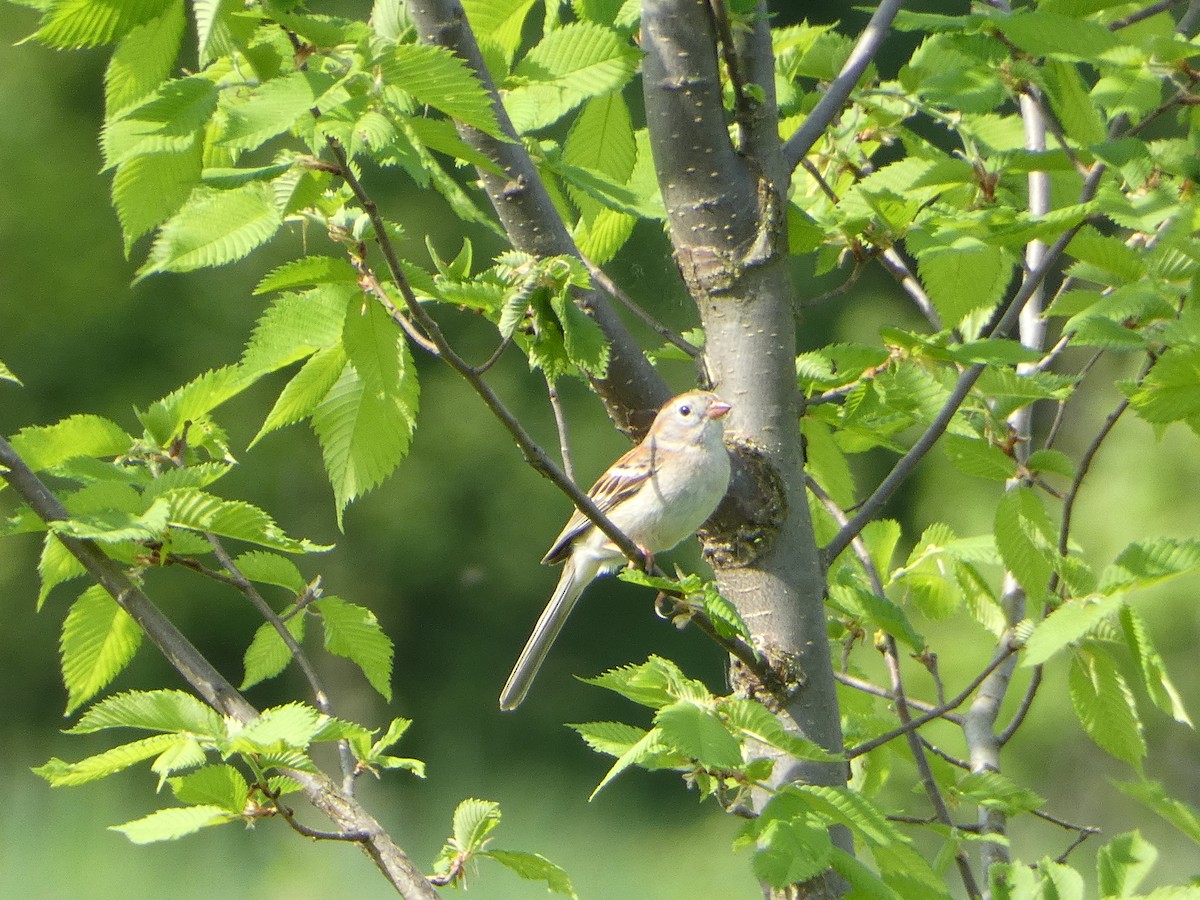 Field Sparrow - Marieta Manolova