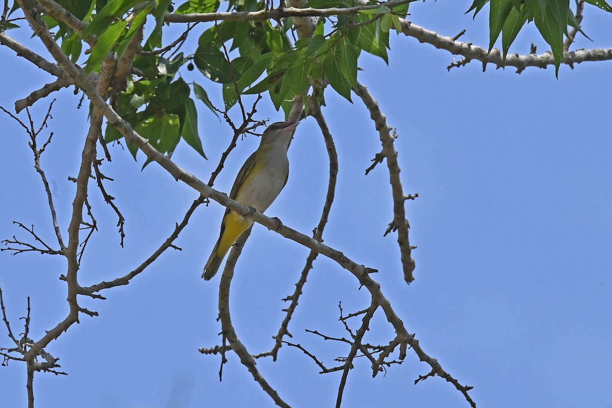 Yellow-green Vireo - Marla Hibbitts