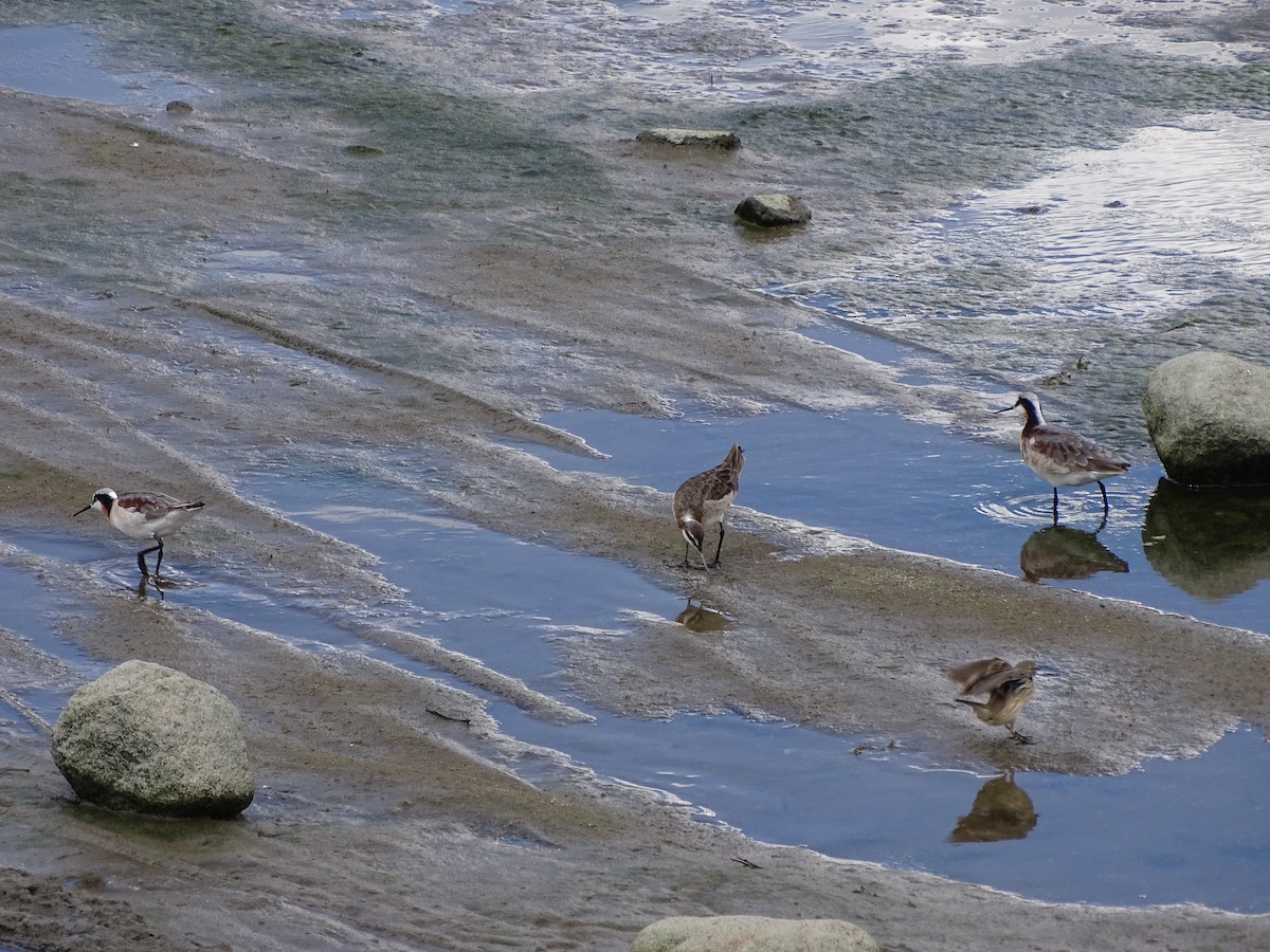 Wilson's Phalarope - Kevin Williams