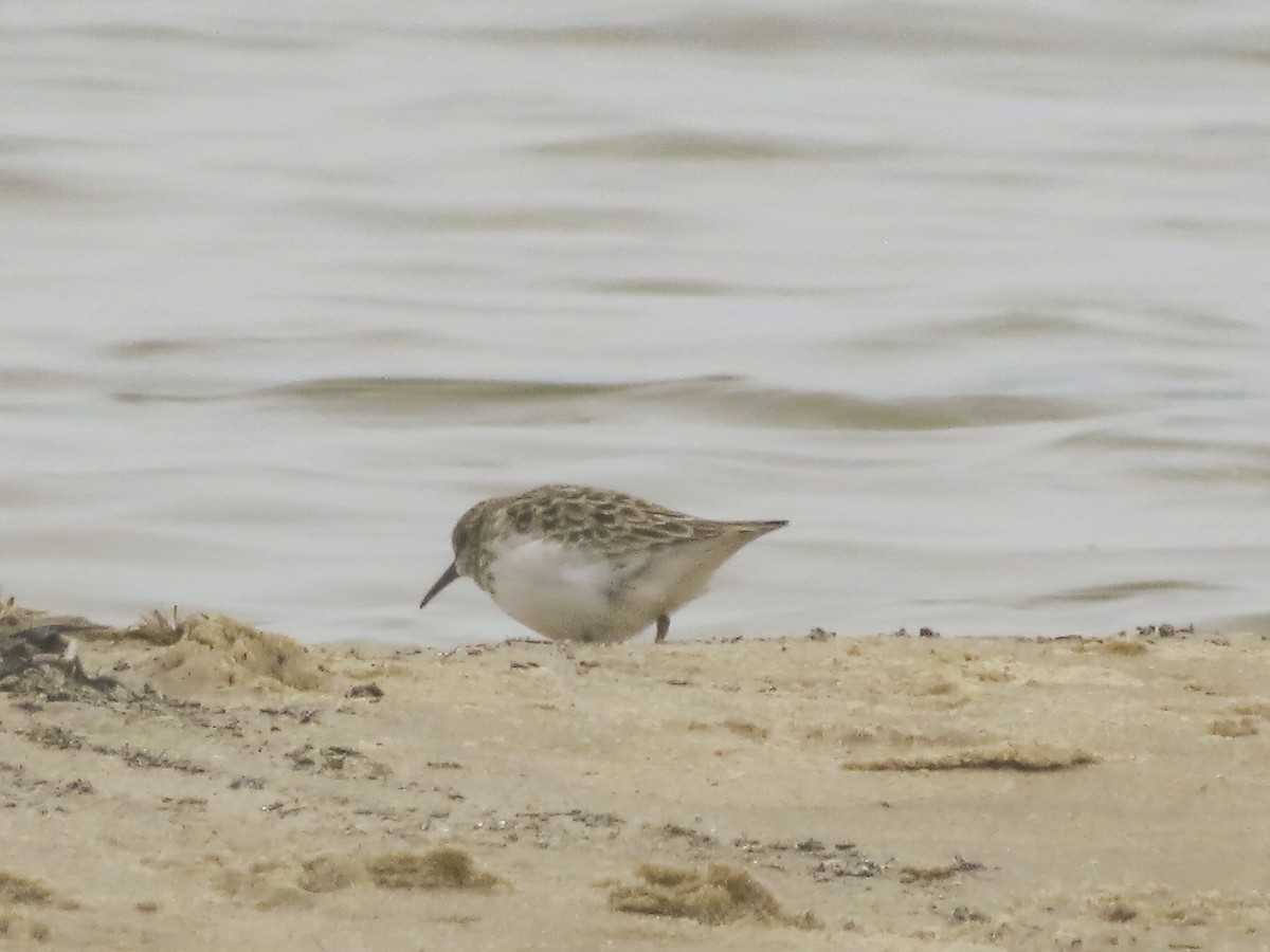 Least Sandpiper - Kate Jackman