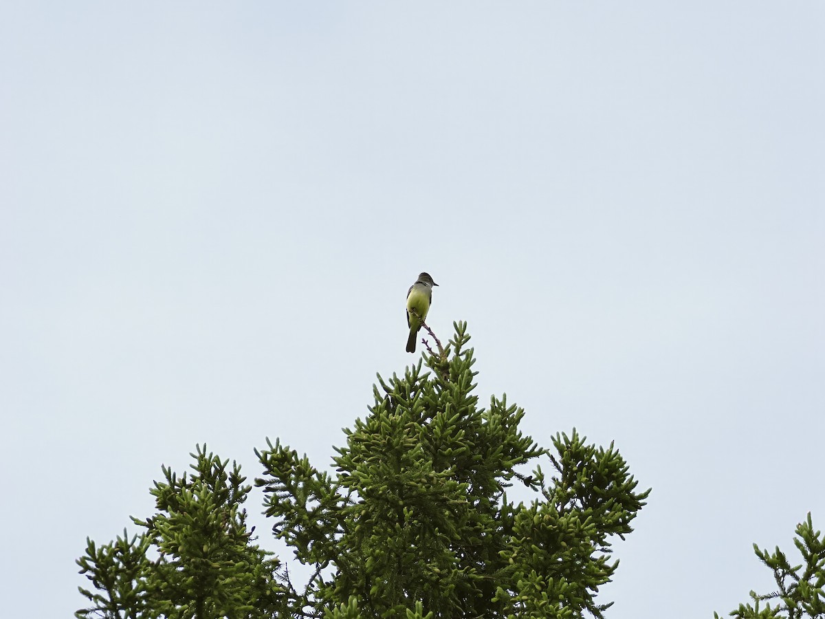 Great Crested Flycatcher - Roger Chenier