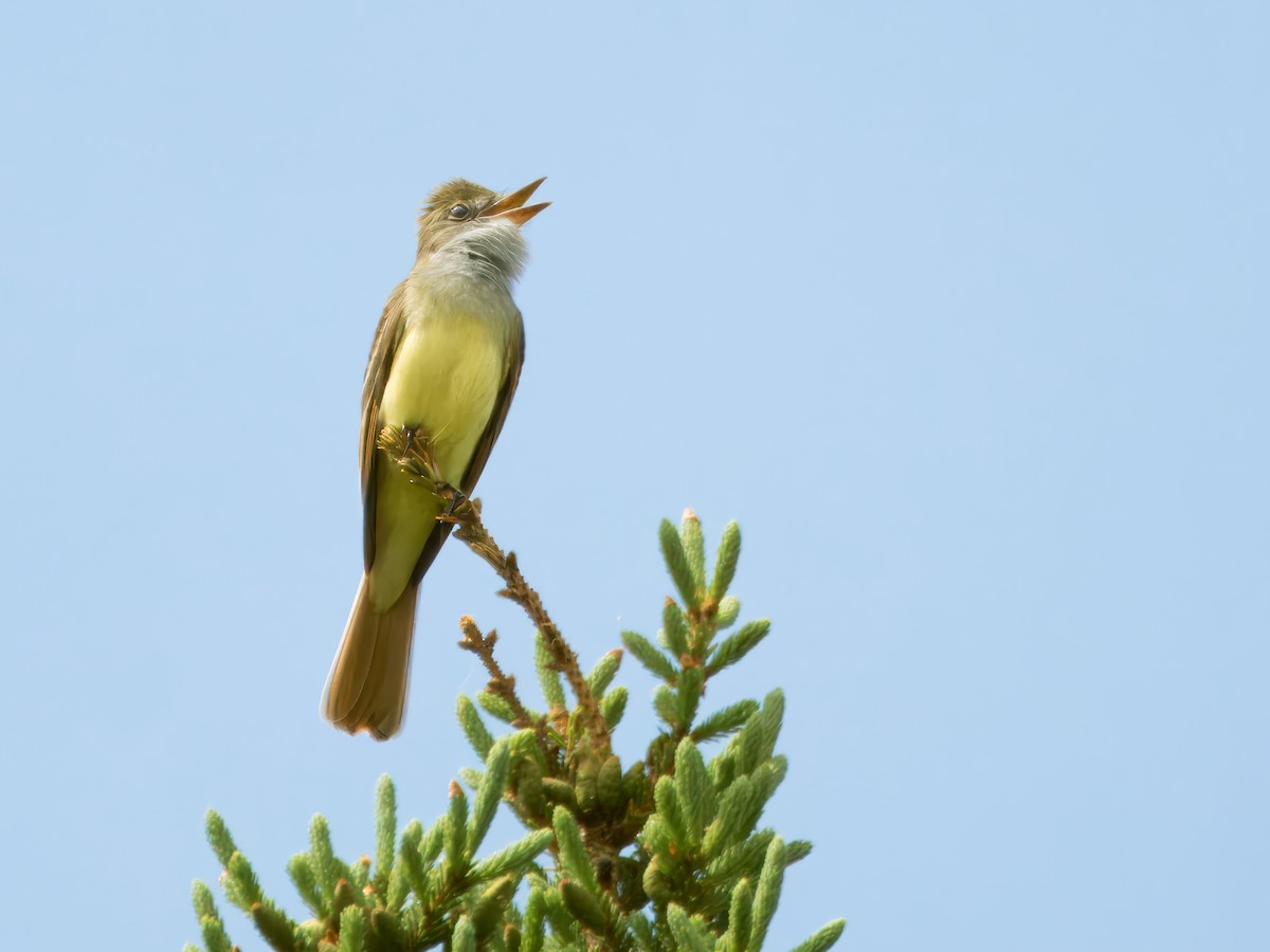 Great Crested Flycatcher - Roger Chenier