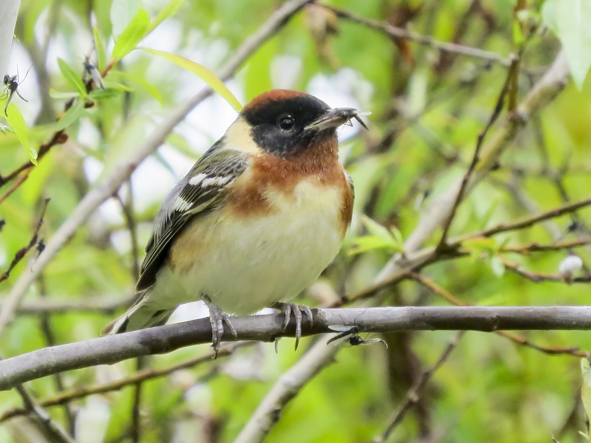 Bay-breasted Warbler - Kate Jackman