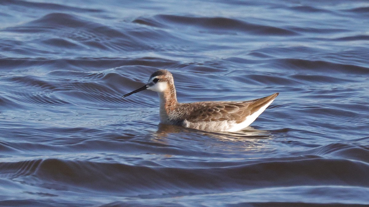 Wilson's Phalarope - Curtis McCamy