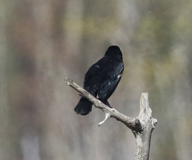 Red-winged Blackbird - A. Gary Reid