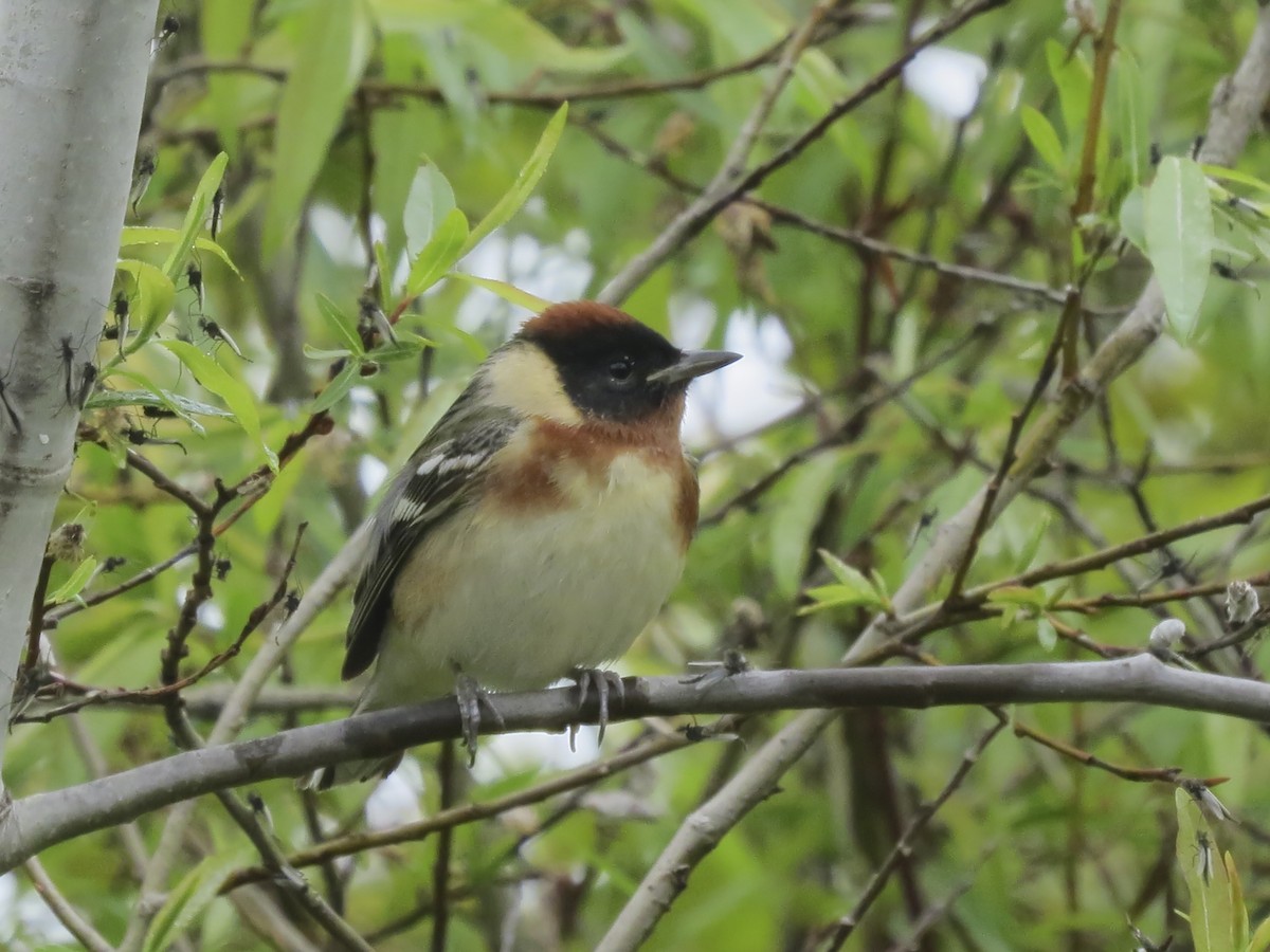 Bay-breasted Warbler - Kate Jackman