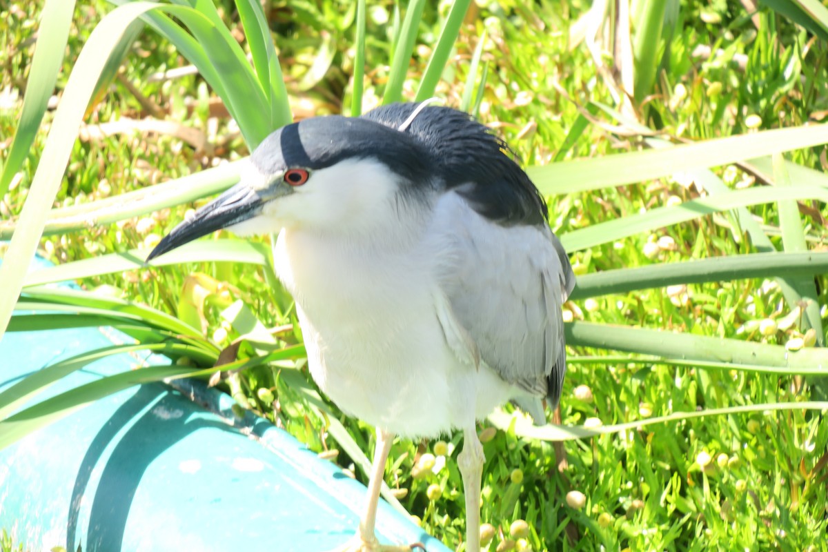 Black-crowned Night Heron - ML619411795