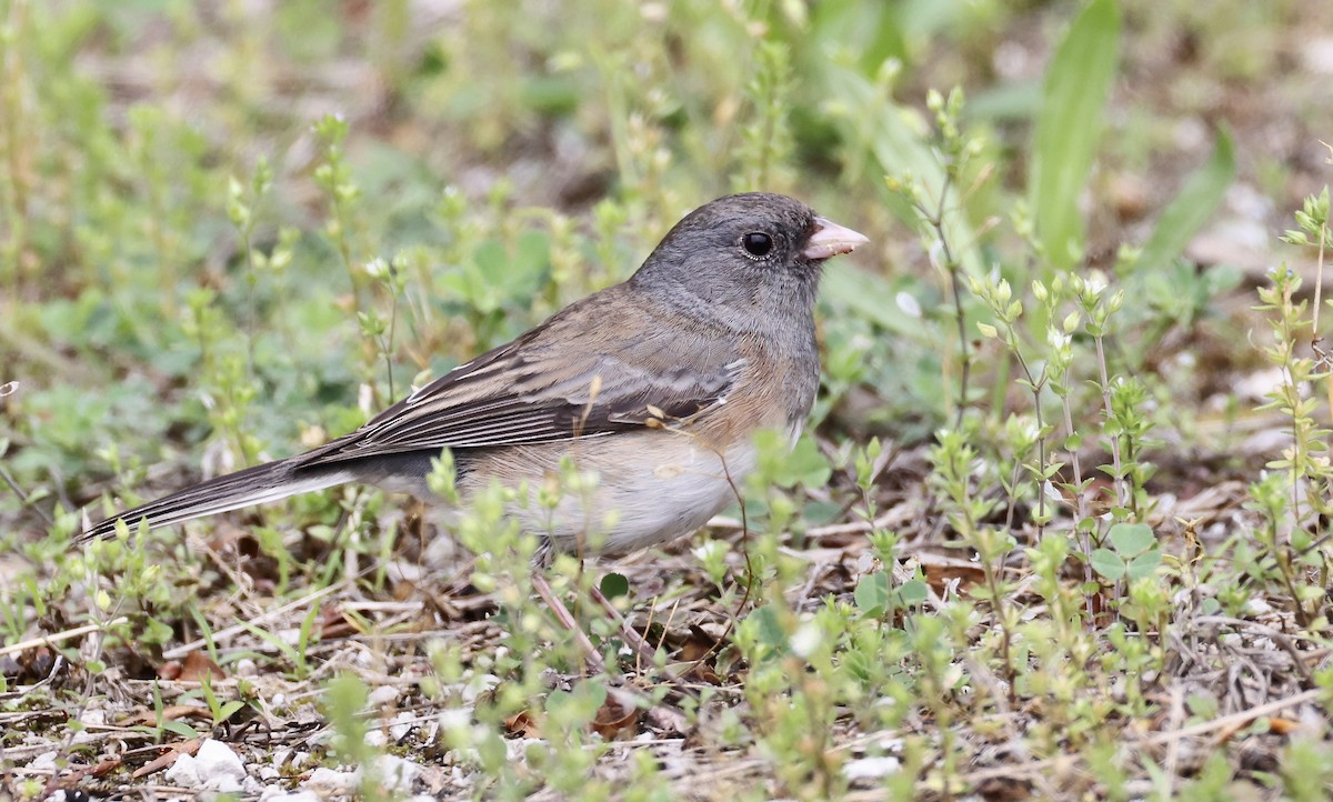 Dark-eyed Junco - ML619411796