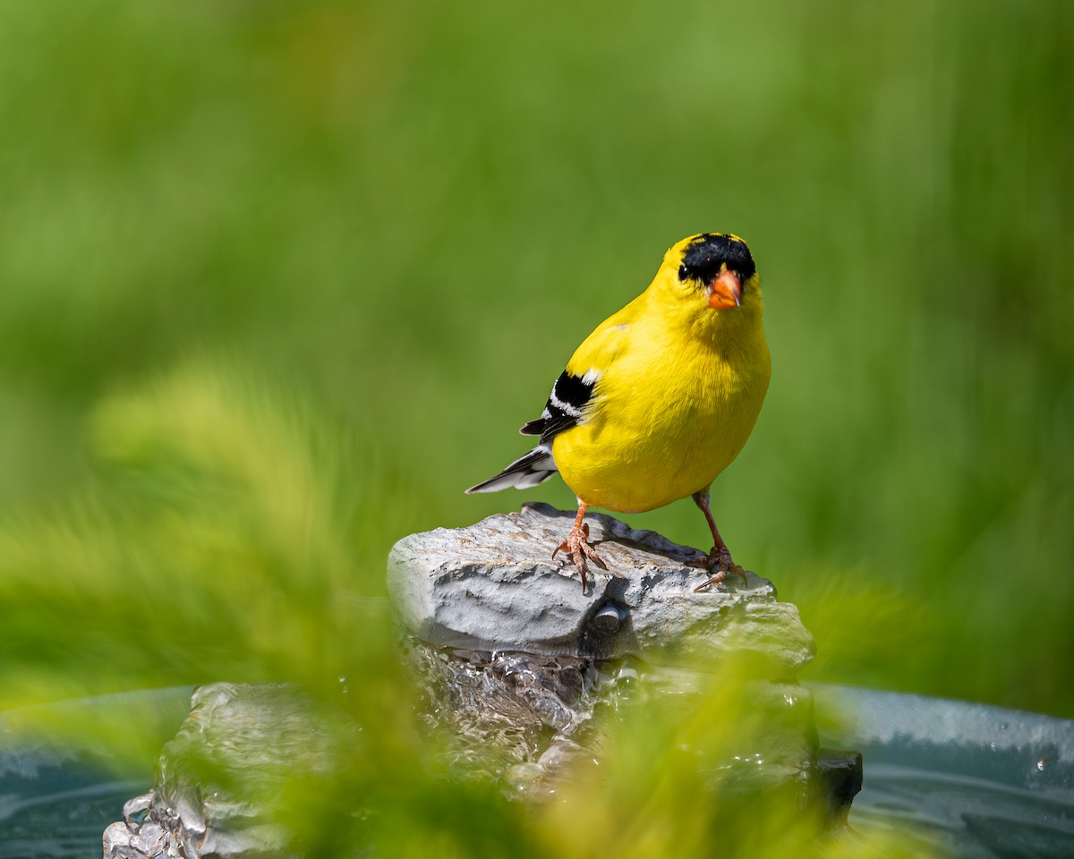 American Goldfinch - A & A Powell