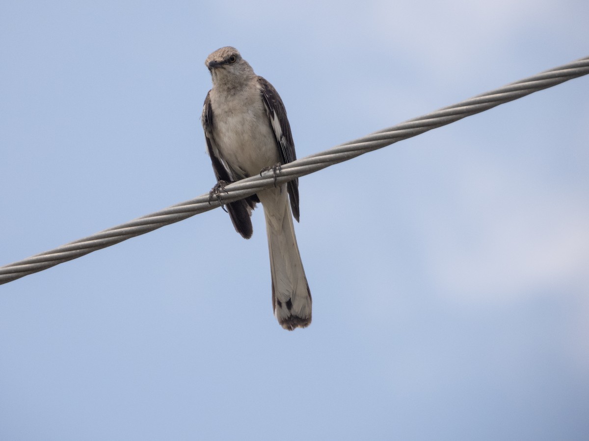 Northern Mockingbird - Mark Penkower