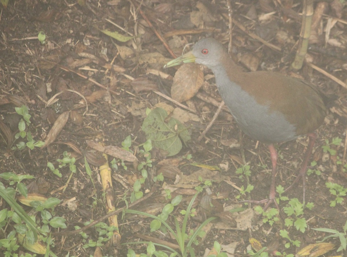 Slaty-breasted Wood-Rail - Miguel  Magro