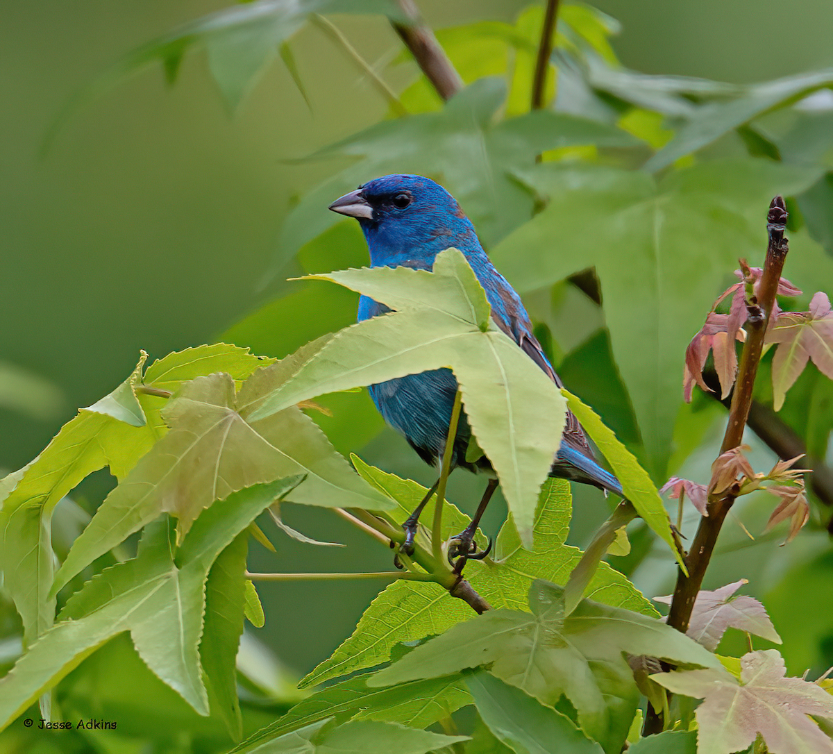 Passerin indigo - ML619411806