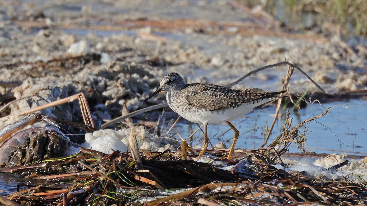 Lesser Yellowlegs - Curtis McCamy