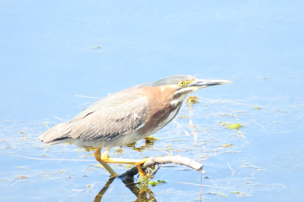 Green Heron - Douglas Brown