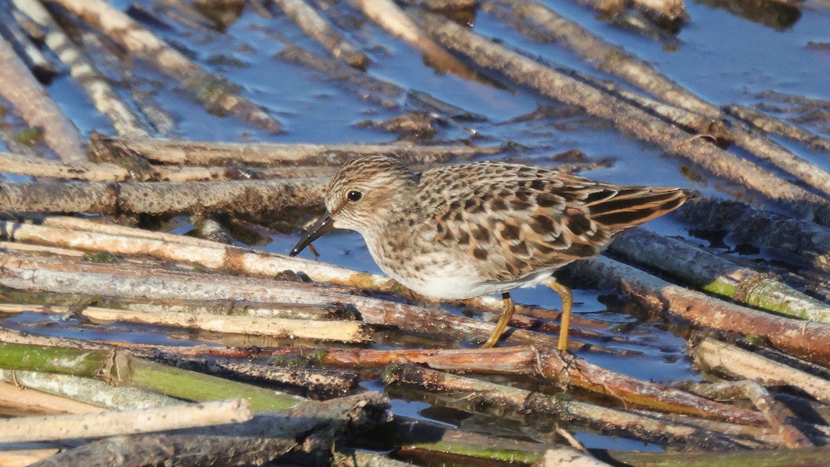 Least Sandpiper - Curtis McCamy