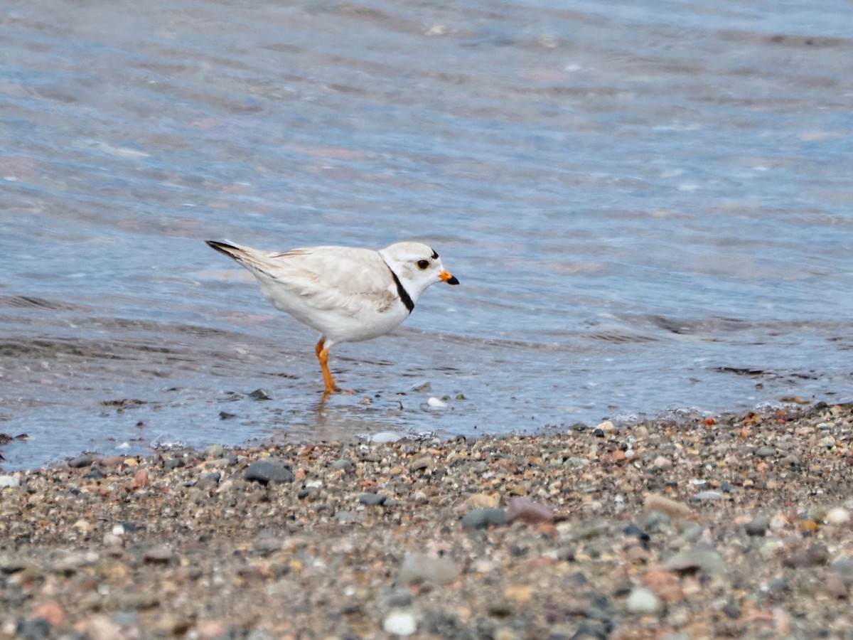 Piping Plover - Angela MacDonald