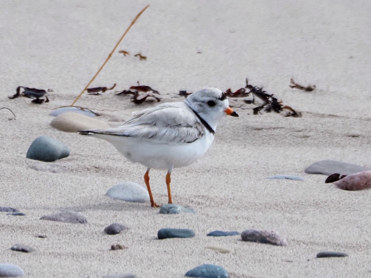 Piping Plover - Angela MacDonald