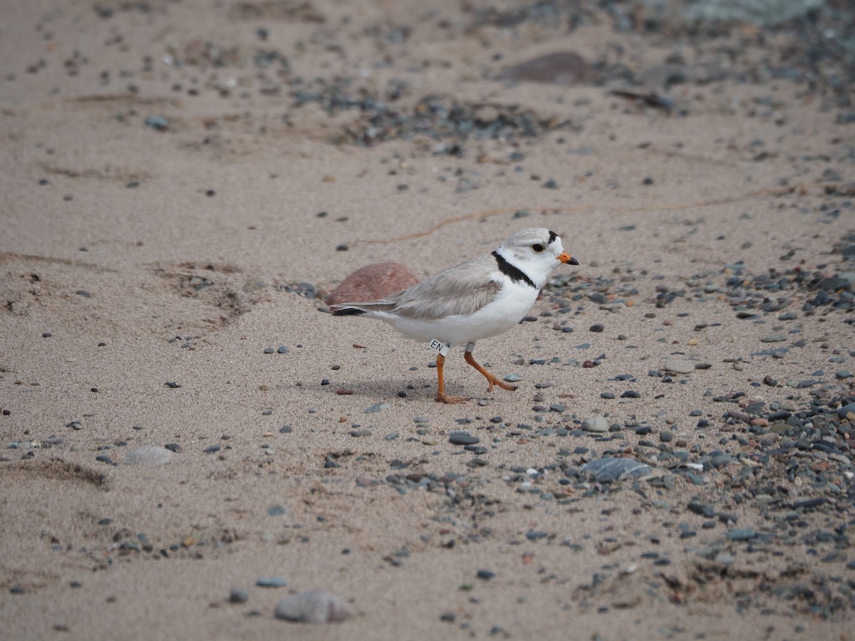 Piping Plover - Angela MacDonald