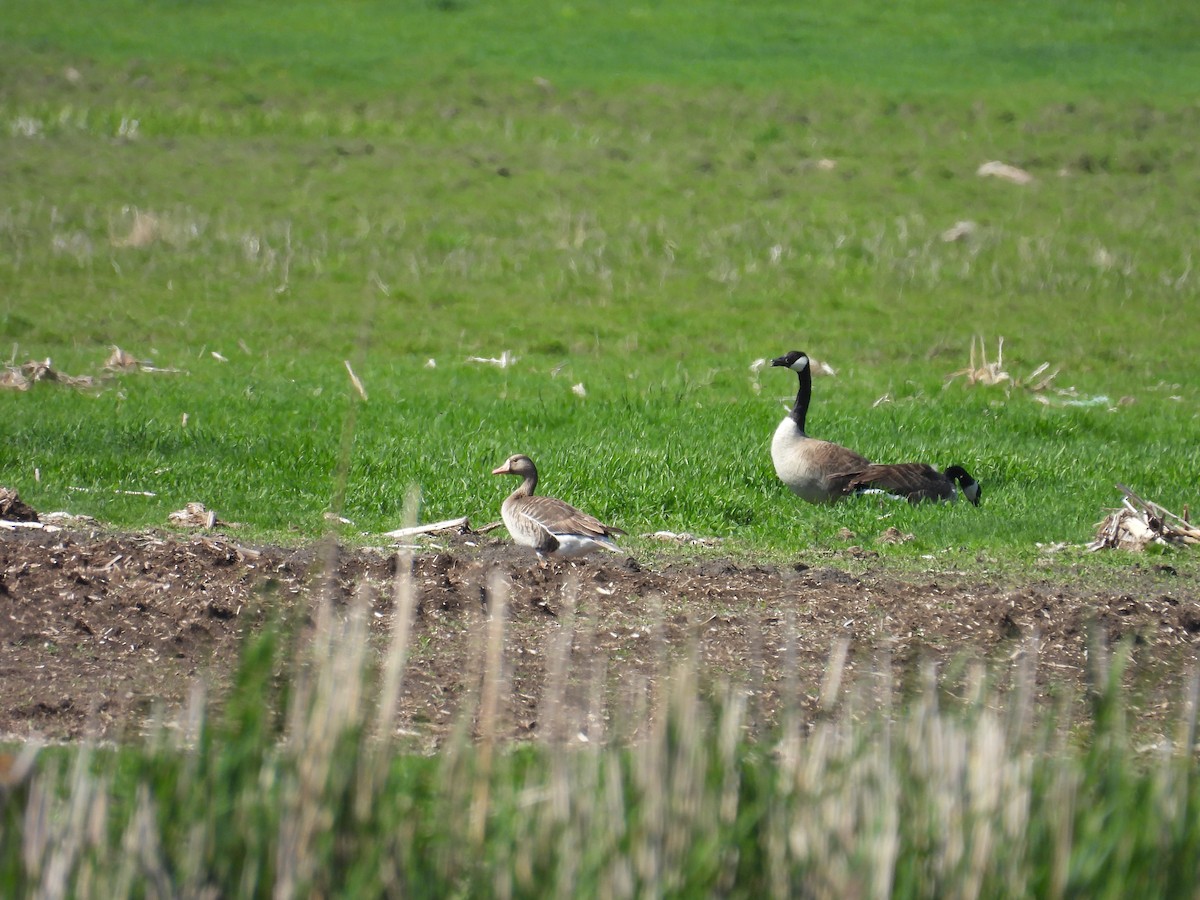 Greater White-fronted Goose - Dana Sterner